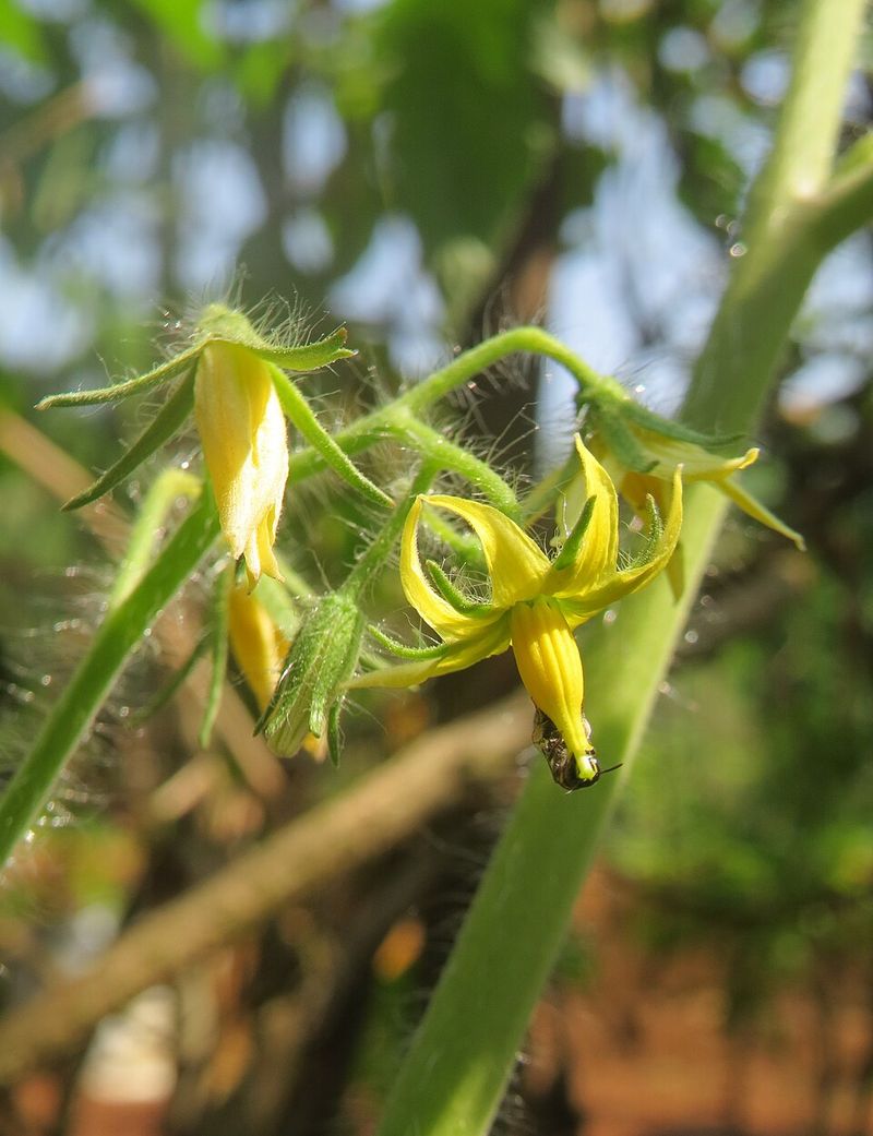 Sun, Heat, And Timing Affect How Many Flowers Set