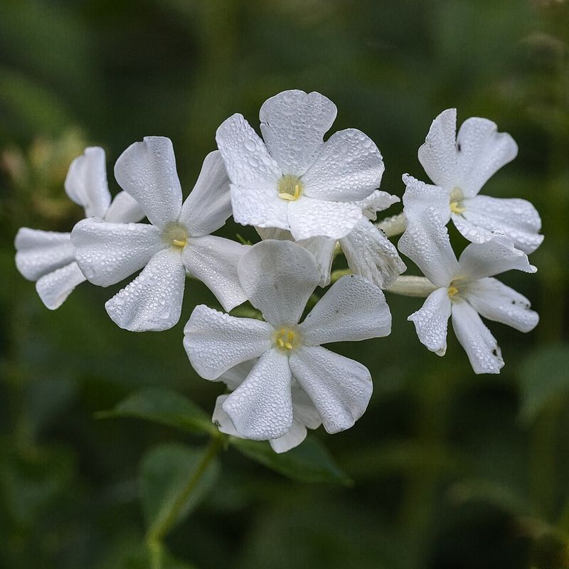 Garden Phlox