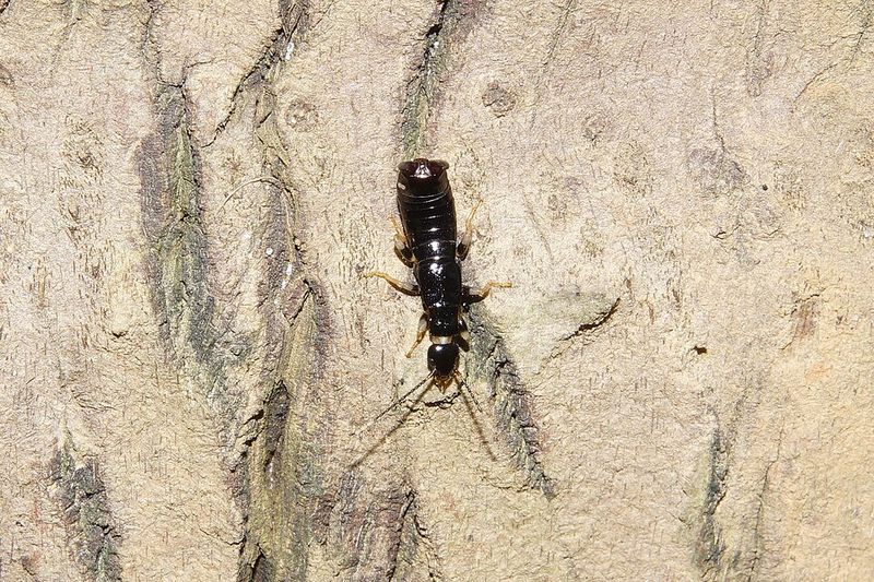 Earwigs