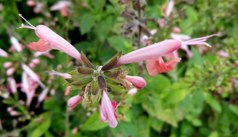 It Makes Native Gardening Easier To Start