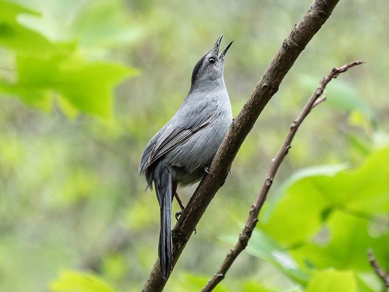 Bird Watching Starts at Home
