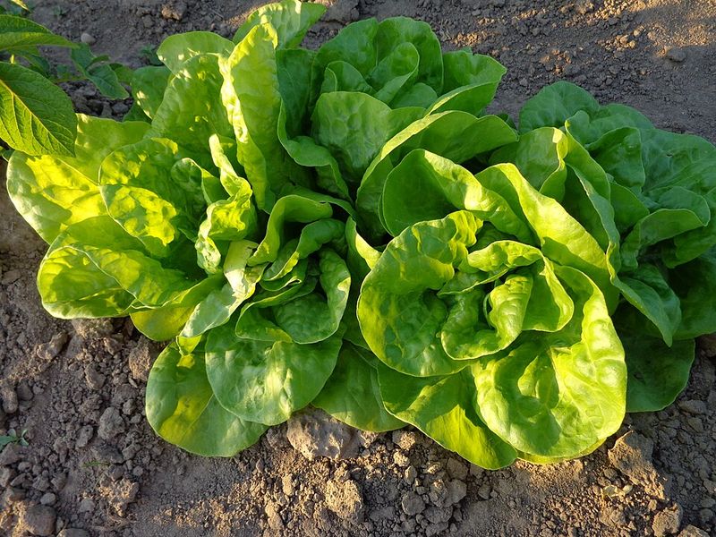 Mulch to Keep Roots Cool