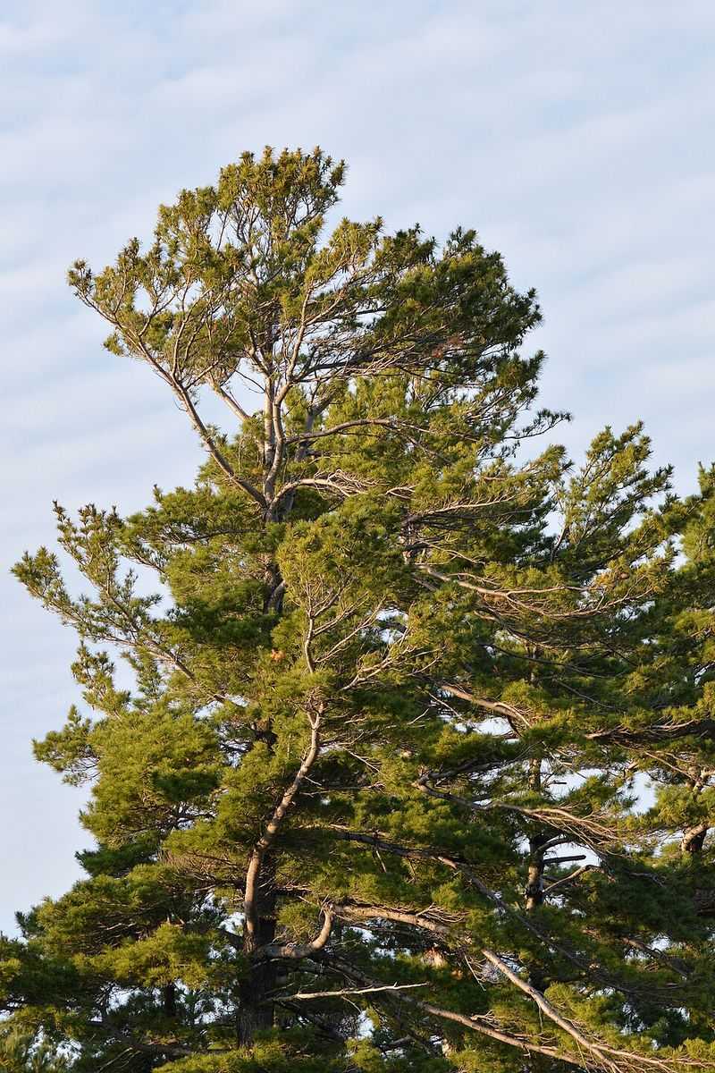 Eastern White Pine