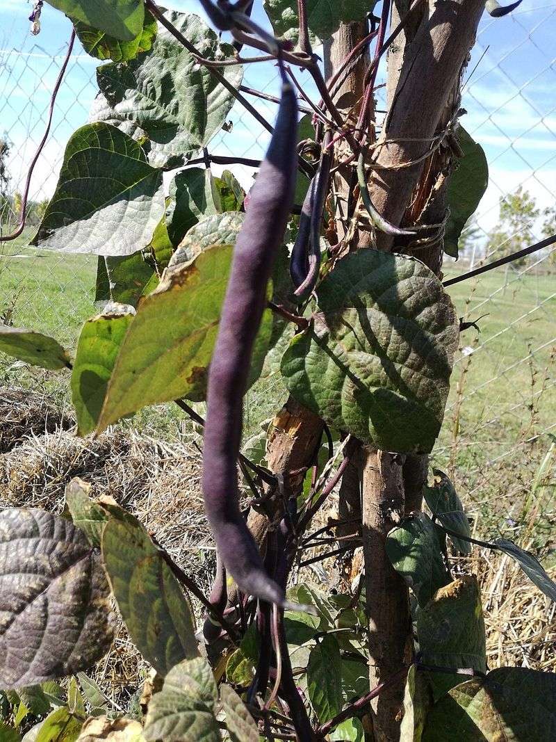 Southern Peas