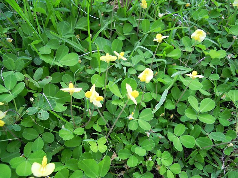 Perennial Peanut