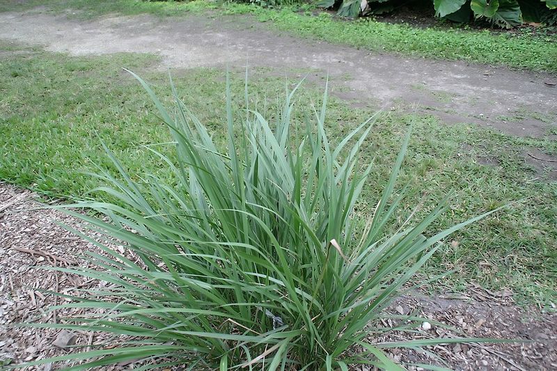 Fakahatchee Grass