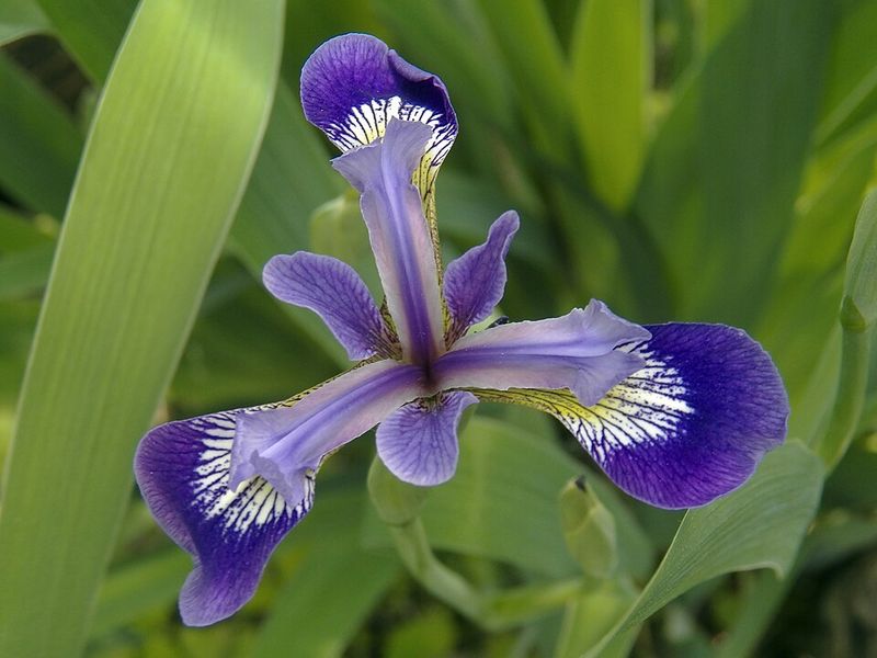 Blue Flag Iris
