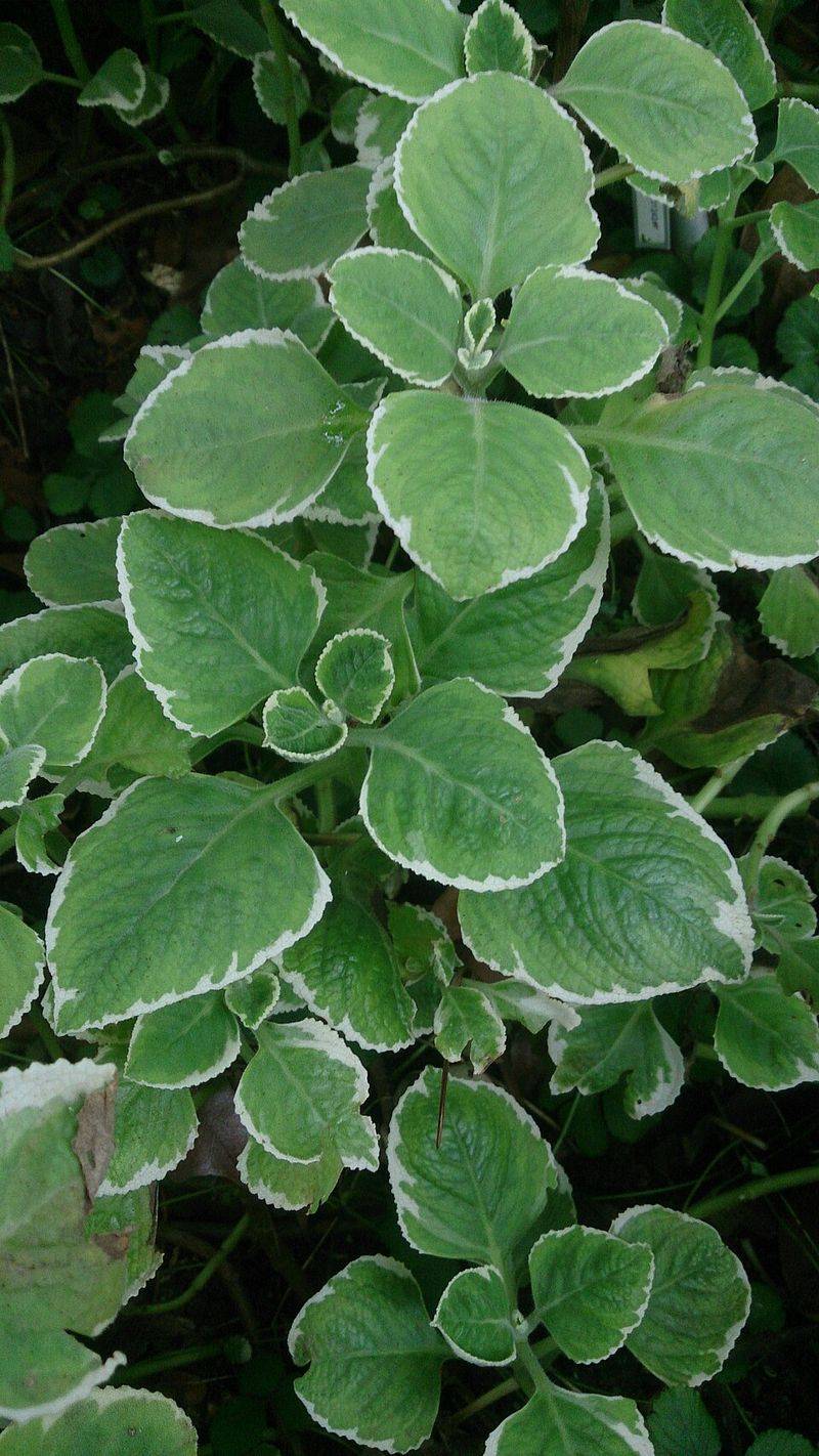 Cuban Oregano