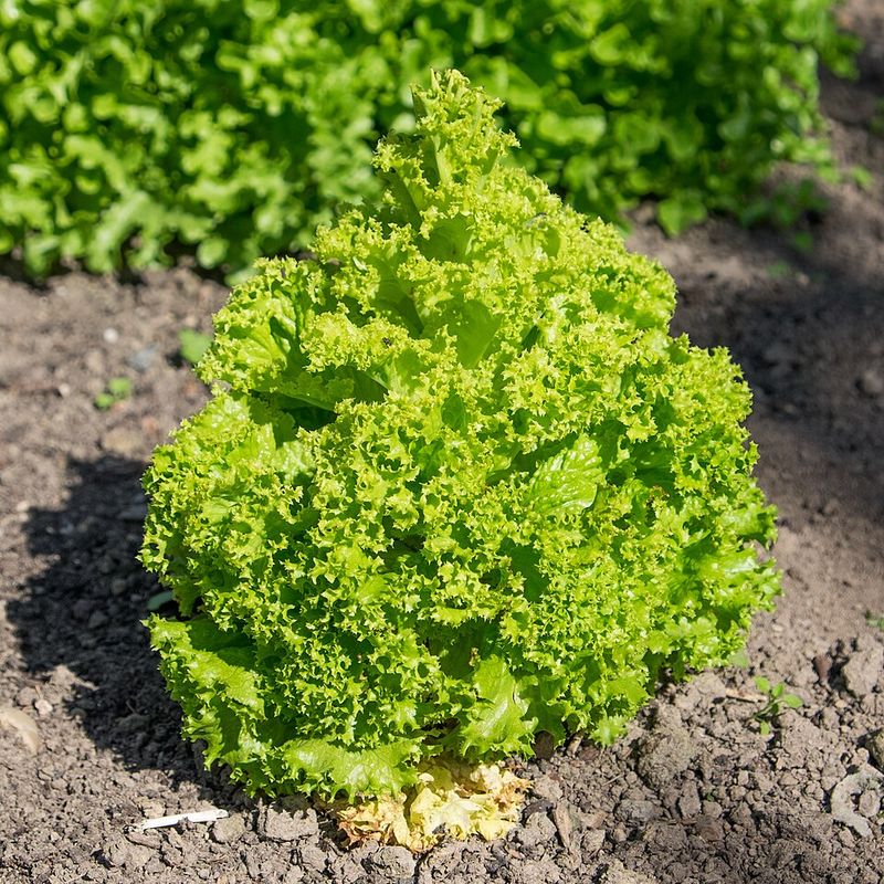 Leaf Lettuce