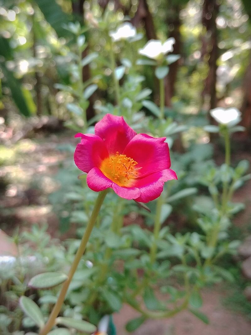 Portulaca