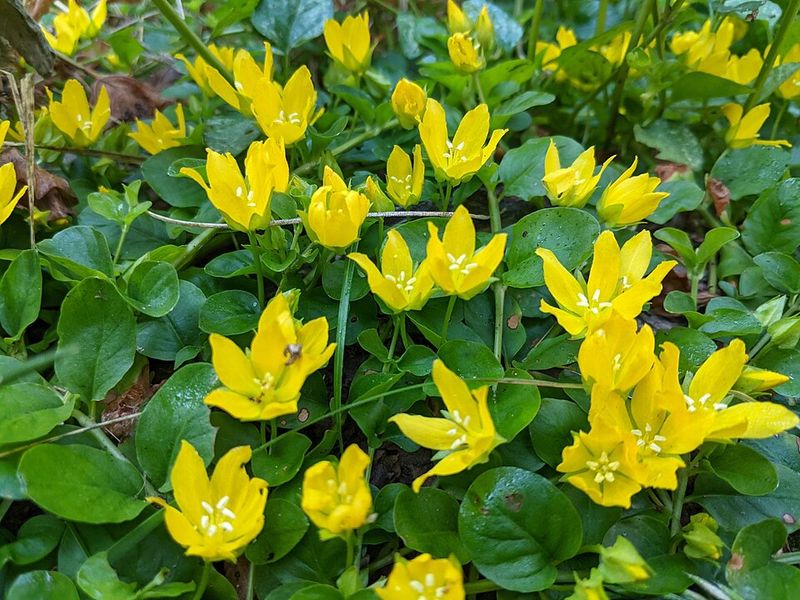 Creeping Jenny