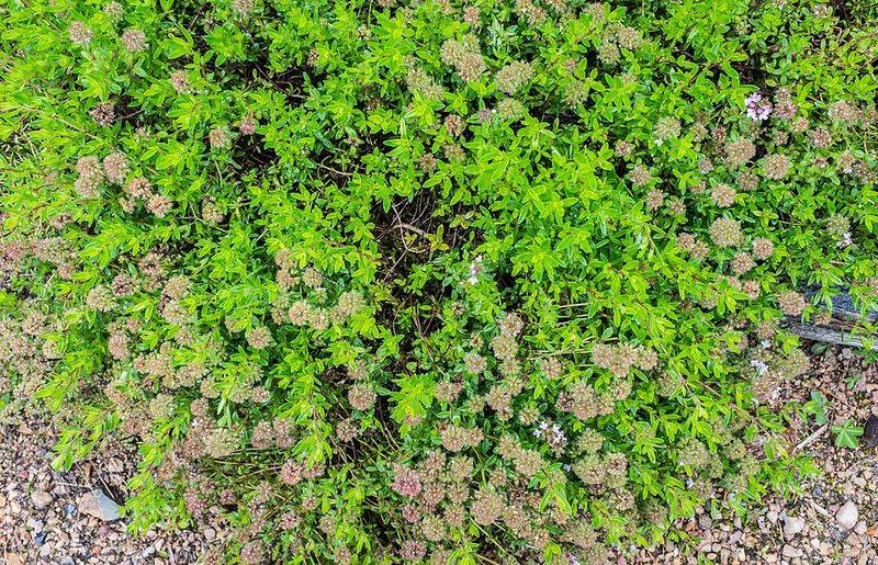 Creeping Thyme