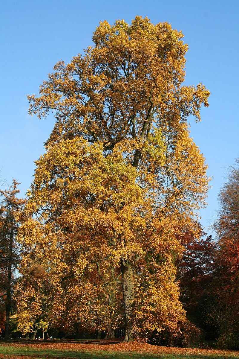 Tulip Poplar