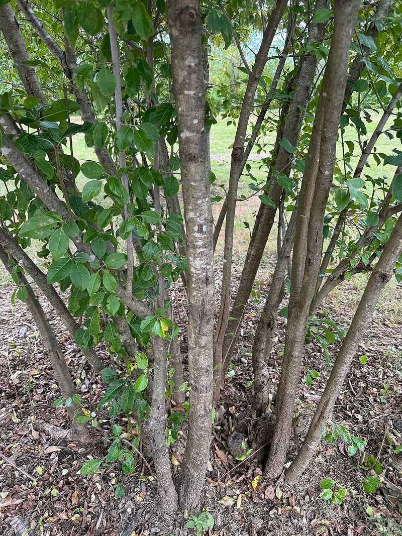 Blackhaw Viburnum