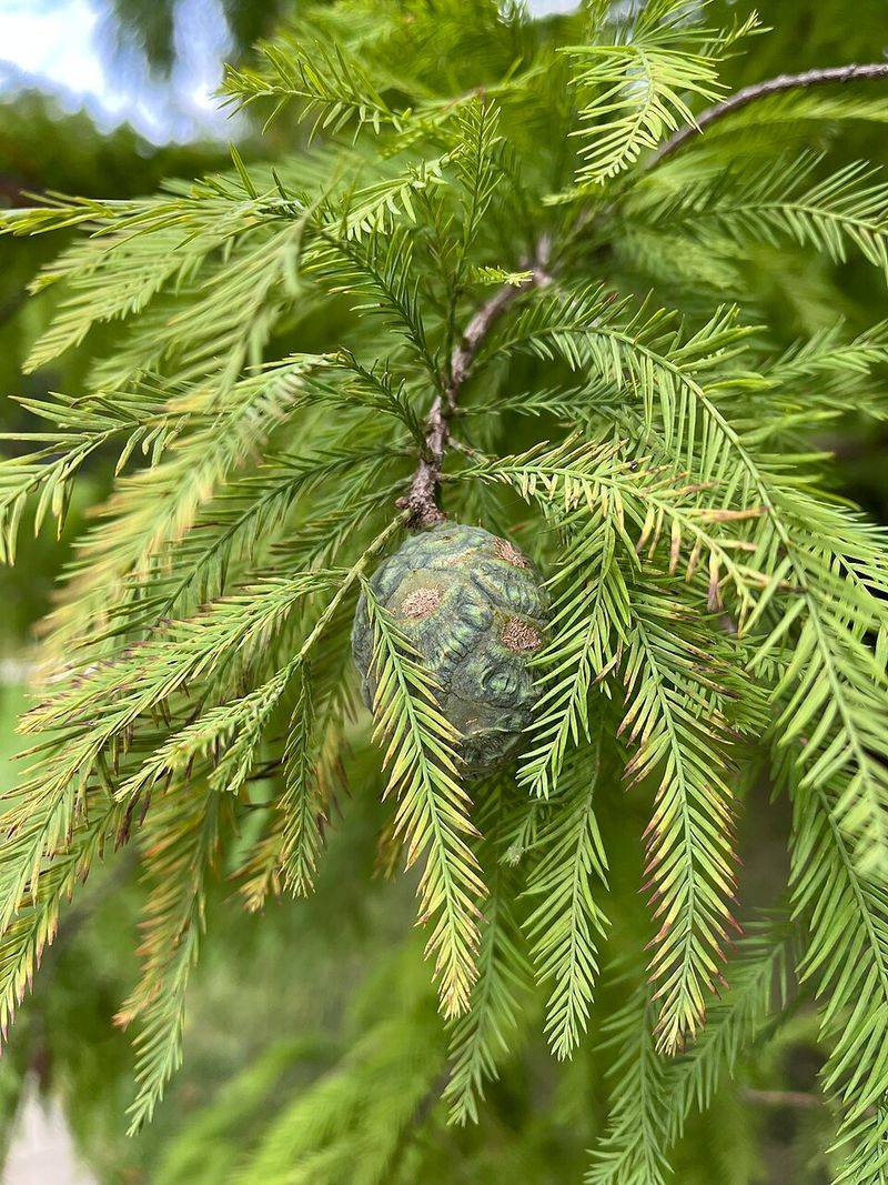 Bald Cypress
