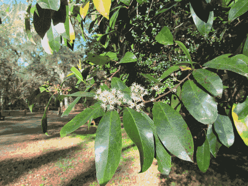 Carolina Cherry Laurel