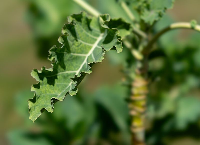 Collards