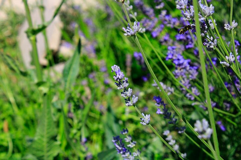 Lavender