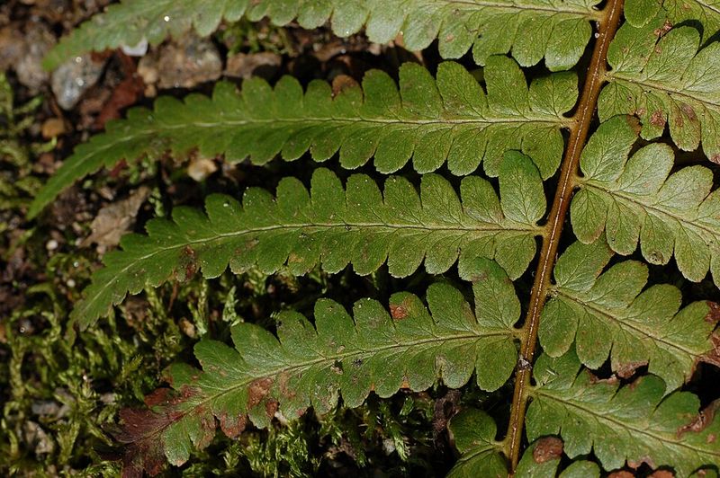 Southern Wood Fern