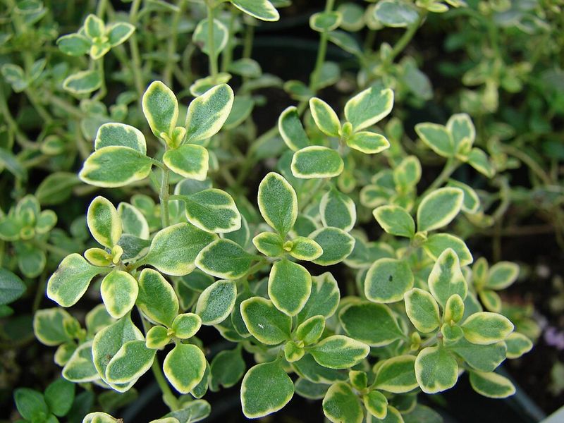 Lemon Thyme and Sage
