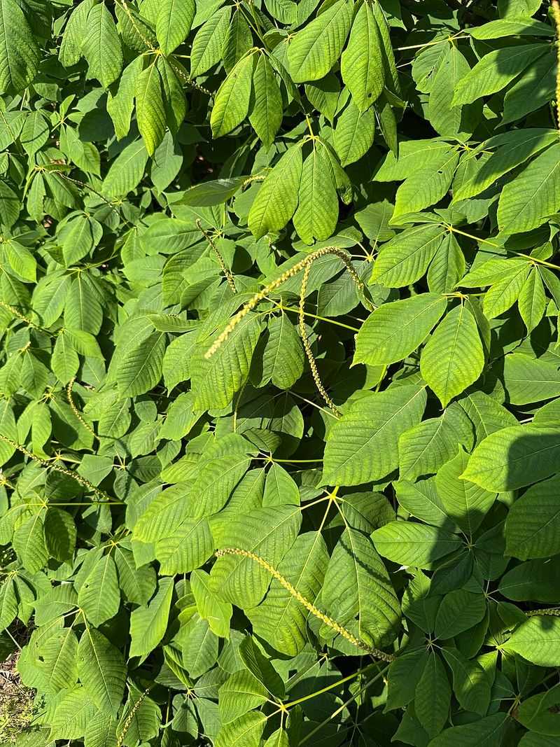 Bottlebrush Buckeye