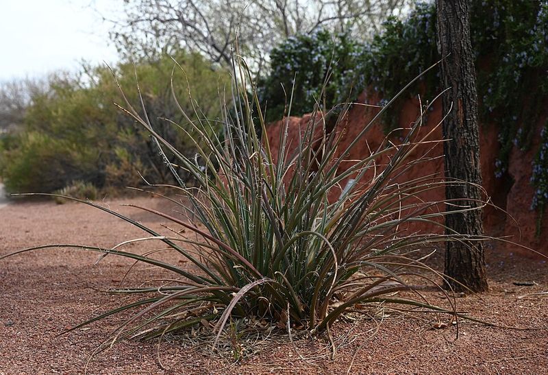 Red Yucca