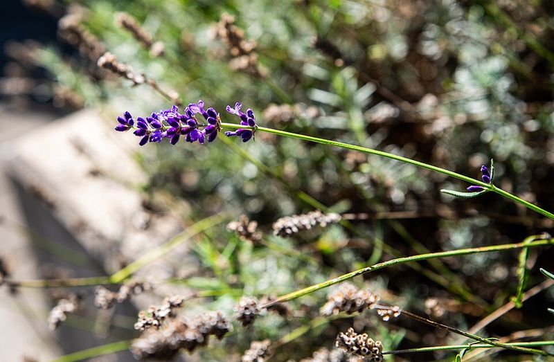 Lavender