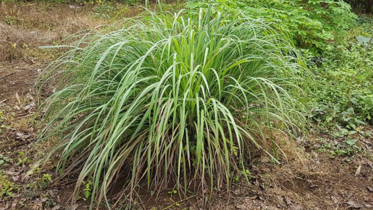 The Best Patio Plants Pennsylvania Gardeners Use To Help Keep Mosquitoes Away