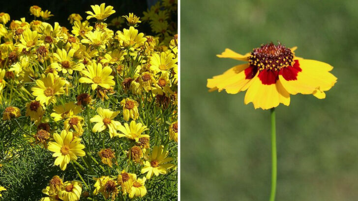 The Easy Backyard Flower North Carolina Pollinators Flock To Every Spring