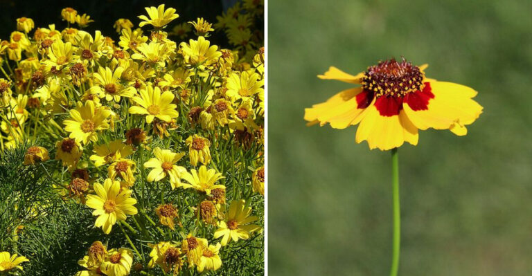 The Easy Backyard Flower North Carolina Pollinators Flock To Every Spring
