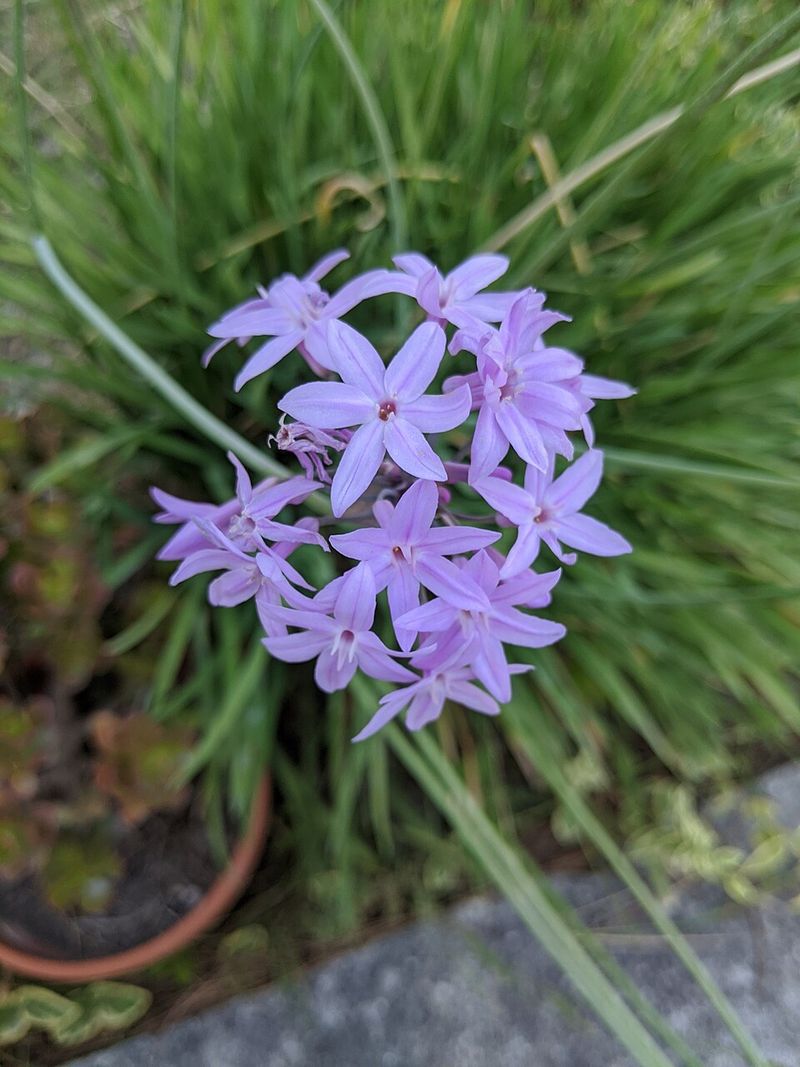 Why Society Garlic Works So Well in Georgia