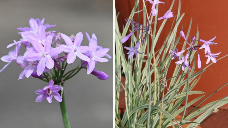 The Easy-Care Purple Flower Georgia Gardeners Cannot Stop Planting