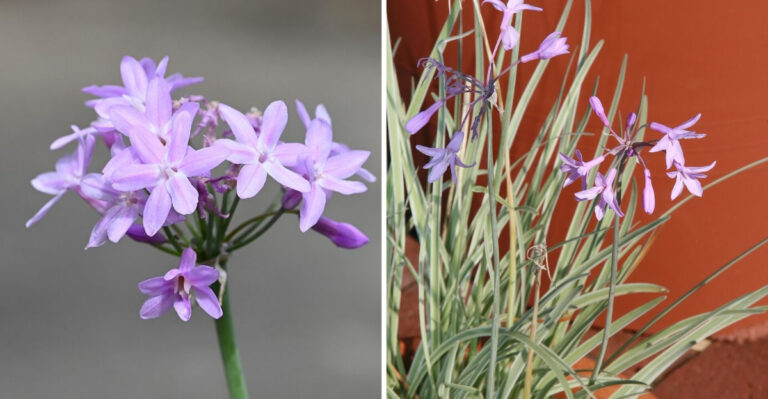 The Easy-Care Purple Flower Georgia Gardeners Cannot Stop Planting