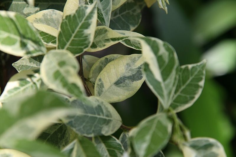 Why Confederate Jasmine Stands Out