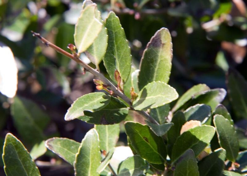 Dwarf Yaupon Holly