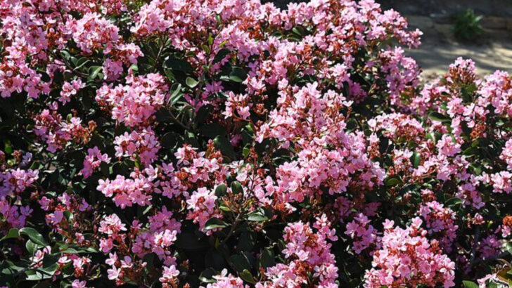 The Florida Shrubs That Keep Looking Full Without Constant Pruning