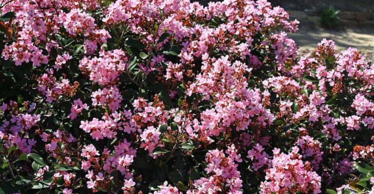 The Florida Shrubs That Keep Looking Full Without Constant Pruning