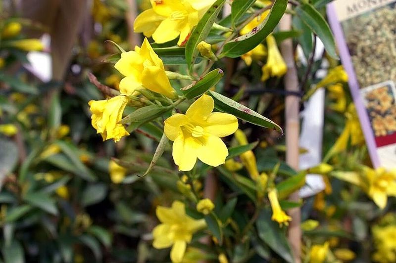 Carolina Jessamine