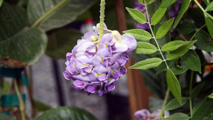 The Flowering Vines More North Carolina Homeowners Are Growing Around Patios This Year