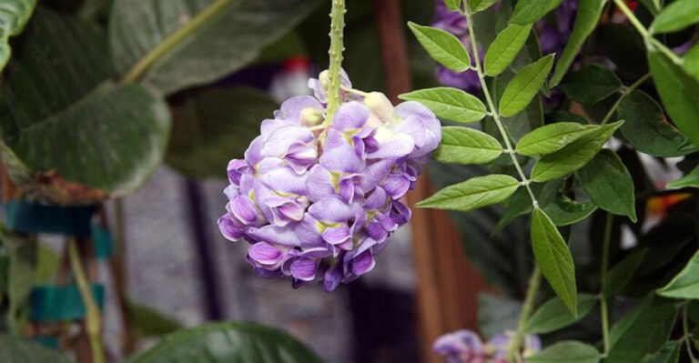 The Flowering Vines More North Carolina Homeowners Are Growing Around Patios This Year