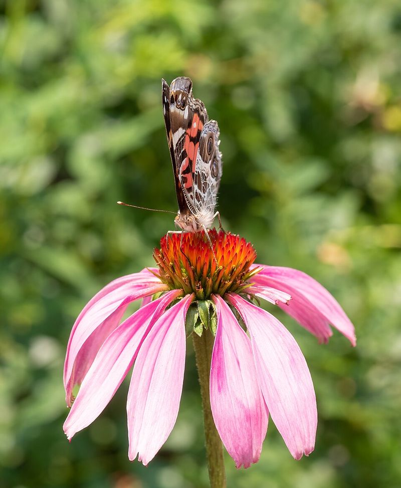 Purple Coneflower