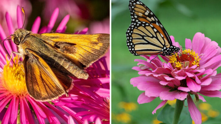 The Georgia Backyard Flowers That Pollinators Visit From Morning Until Evening