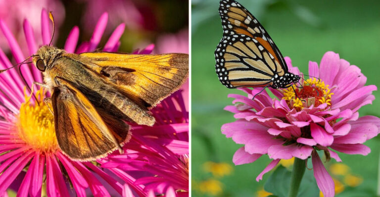 The Georgia Backyard Flowers That Pollinators Visit From Morning Until Evening