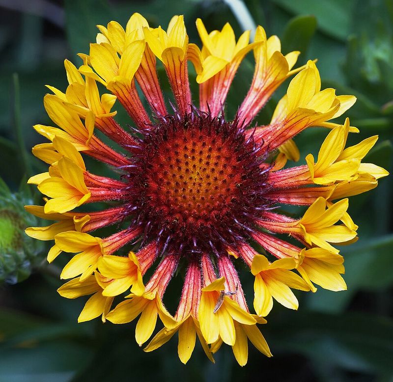 Blanket Flower