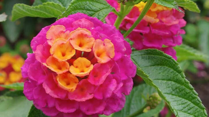 The Georgia Perennials That Stay Colorful Through Long Heat Waves