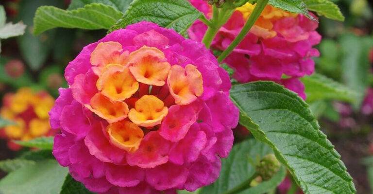 The Georgia Perennials That Stay Colorful Through Long Heat Waves