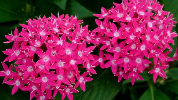 The Heat-Loving Patio Plants Georgia Gardeners Recommend Most For June