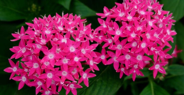 The Heat-Loving Patio Plants Georgia Gardeners Recommend Most For June