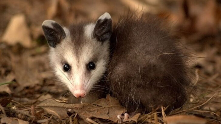 The Helpful Role Opossums Play In North Carolina Gardens