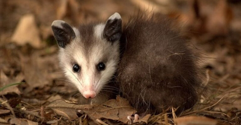 The Helpful Role Opossums Play In North Carolina Gardens